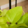 2x Scindapsus Epipremnum Golden Pothos P12 H25 Produktbild-Vorschau 5