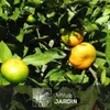 Mandarinier Satsuma - agrume méditerranéen - arbre fruitier Voir les images du produit 2
