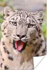MuchoWow® Poster Schneeleopard - Zunge - Grau 40x60 cm - Produktbild-Vorschau 1