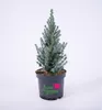 Weiß-Fichte ´SANDER´S BLUE´ 30-40 cm, Cont. 2,5 l Produktbild-Vorschau 1