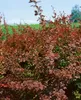 Berberis thunbergii 'Atropurpurea', Blutberberitze, Produktbild-Vorschau 9