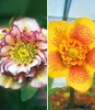 BALDUR Garten 2er Gefüllte Christrosen 'Festival-Mix', Produktbild-Vorschau 2