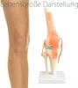 Anatomie Skelett Modell Kniegelenk Lehrmodelle Lebensgroß Produktbild-Vorschau 3