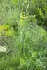 Foeniculum vulgare, Fenchel, aromatisch, ca. 9x9 cm Topf Produktbild-Vorschau 11