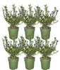 Planten van Frank | Taxushaag | Ilex Crenata 'Jenny' | Productafbeelding-voorbeeld 1