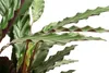 Dehner Korbmarante, Calathea Wavestar, gewellte Blätter, Produktbild-Vorschau 2