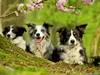 Calvendo Bordercollie Familie 1000 Teile Puzzle quer Produktbild-Vorschau 2