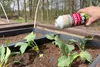 NATURA PRESTO Preparato naturale per lumache e chiocciole Anteprima dell’immagine prodotto 4