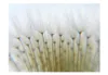 Basera Fototapete Pusteblumenmotiv 100406-127, Vliestapete, Produktbild-Vorschau 2