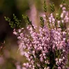 Herbst PK Dünger Kalium Phospor Säureliebende Pflanzen Produktbild-Vorschau 3