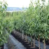 Novemberbirne, Novembra, robuste Spätherbstbirne, Produktbild-Vorschau 2