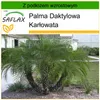SAFLAX - Palma Daktylowa Karłowata - 25 Nasiona - Z Podgląd zdjęcia produktu 10
