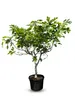 A potted fig tree with green leaves and some small green figs. Produktbild-Vorschau