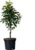 Cox Orange Winterapfel  Zwergbaum 110-140 cm M26 Produktbild-Vorschau 2