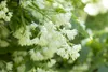 Staphylea colchica, Kolchische Pimpernuss, 60–80 cm Produktbild-Vorschau 5
