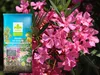 Erde für Oleander - 10l - Mediterran - Hochwertig - Gute Produktbild-Vorschau 5