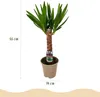 BoutiQ vert - Plante d'intérieur - Yucca elephantipes - Voir les images du produit 3