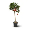 Oranger Arcobal - citrus meyer sinensis - agrume Voir les images du produit 1