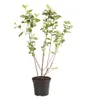 Dehner Schwarze Apfelbeere Nero, Aronia melanocarpa, ca. Produktbild-Vorschau 2