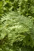 Osmunda regalis, Königsfarn, ca. 9x9 cm Topf Produktbild-Vorschau 1
