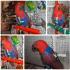 Vogelgeschirr für Papageien – Verstellbares Leinen-Set für Produktbild-Vorschau 6