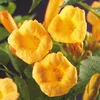 Green boutiQ - Trompetblume - Campsis radicans Flava - Produktbild-Vorschau 4