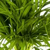 Dypsis Areca Lutescens – Goldfruchtpalme – Zimmerpflanze Produktbild-Vorschau 3