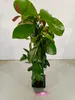 Psidium cattleianum var. luridum "Yellow" guava, výška Náhľad obrázku produktu 3