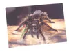 3 D Ansichtskarte Vogelspinne, Postkarte Wackelkarte Produktbild-Vorschau 2