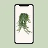 Hedera Helix Pitsburg con vaso sospeso XXL - 70-80cm - Anteprima dell’immagine prodotto 6