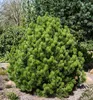 Schlangenhaut-Kiefer ´COMPACT GEM´ 30-40 cm, Cont. 2 l Produktbild-Vorschau 4