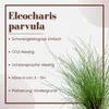 Aquarium Pflanze Eleocharis parvula Wasserpflanzen AquaOne Produktbild-Vorschau 2