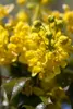Mahonia aquifolium, Gewöhnliche Mahonie, immergrün, 30–40 Produktbild-Vorschau 6