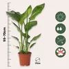 Strelicja - 2 szt - Strelitzia nicolai - Wysokość 55-70cm - Podgląd zdjęcia produktu 2