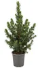Zuckerhutfichten (Picea glauca 'Conica') in pot, totale Productafbeelding-voorbeeld 4