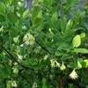 Kamtschatka-Heckenkirsche Honeybee 2L Produktbild-Vorschau 6