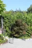 GardenAndPools Rosenbogen Paris Lilie Spitze B-1,40 m Produktbild-Vorschau 5