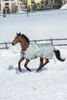 A horse wearing a blanket runs through the snow. Produktbild-Vorschau
