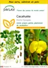 SAFLAX Ensemble de culture - Cacahuète - 8 graines - Voir les images du produit 1