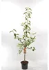 Malus Domestica Jonagold 120 cm Jabłoń Jabłoń Jonagold Podgląd zdjęcia produktu 2