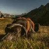 A dog wearing a harness lies in tall grass with mountains in the background. Produktbild-Vorschau