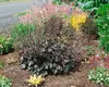 Heuchera micrantha 'Stormy Seas', Purpurglöckchen, ca. Produktbild-Vorschau 2