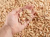 Mardom Home | Katzenstreu - 15 KG - Holzpellets - Nicht Produktbild-Vorschau 7