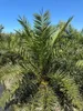 Palme Phoenix Canariensis HÖHE ca. 180 cm Winterhart bis Produktbild-Vorschau 6