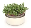 Plastia Urbalive Keimsprosskit für Microgreens, Elfenbein Produktbild-Vorschau 6