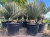Yucca Rostrata ca.120cm Winterhart bis -19 Grad  blaue Produktbild-Vorschau 6