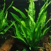 Aquarium Pflanze 3 Stück Microsorum pteropus  Wasserpflanze Produktbild-Vorschau 2