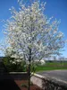 Amelanchier arborea 'Robin Hill' - Halbstamm, Felsenbirne, Produktbild-Vorschau 2