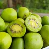 Actinidia Jumbo femmina 2L Anteprima dell’immagine prodotto 2