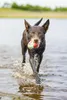 Beeztees Hundespielzeug Splashball blau/rot Produktbild-Vorschau 13